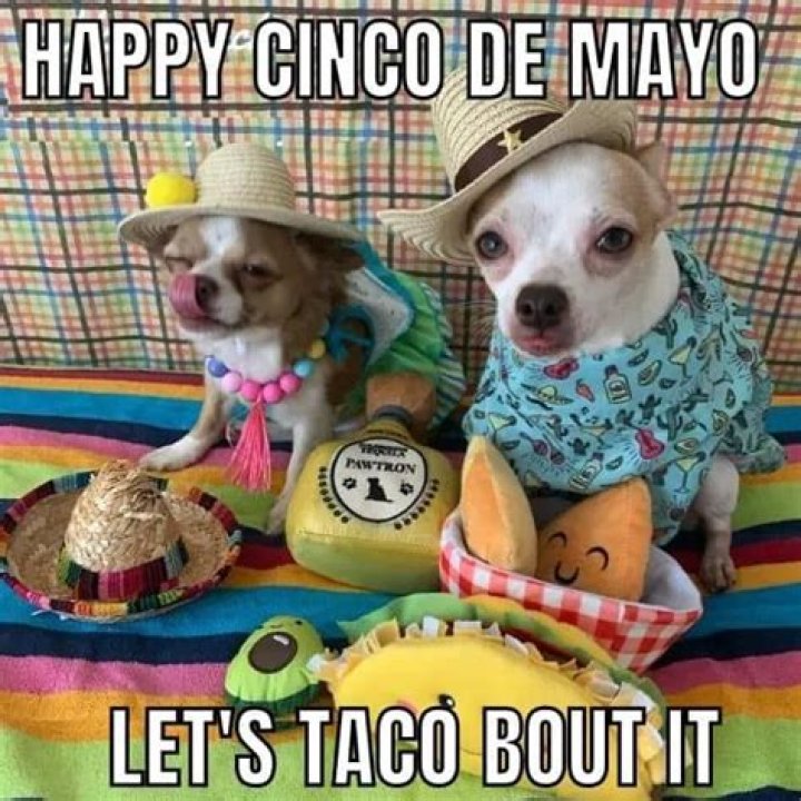 Laughing Through The Fiesta: The Rise Of Cinco De Mayo Meme Funny