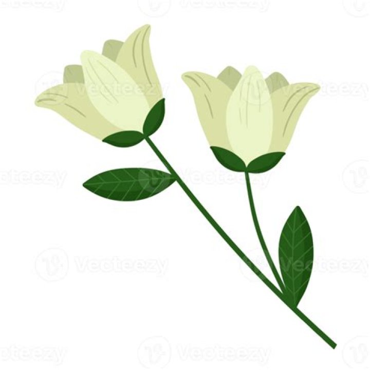 Discovering The Roots: Flor Silvestre's Place Of Birth